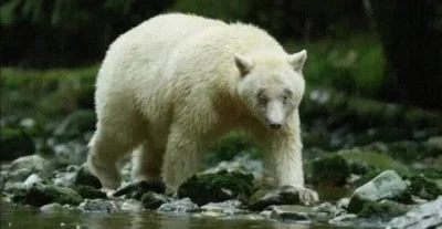likk - Ursus americanus kermodei podgatunek niedźwiedzia czarnego czasem nazywany "sp...