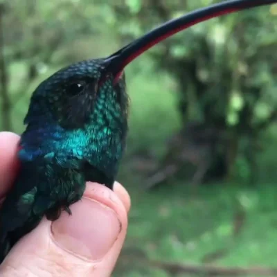 likk - pustelnik zielony (Phaethornis guy)