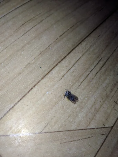 Michal0173 - Ostatnio mam w domu pełno takich owadów. (Pic rel.) Z wygląda mała mucha...