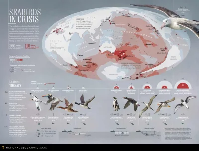 Lifelike - #nauka #przyroda #biologia #ornitologia #ptaki #infografika