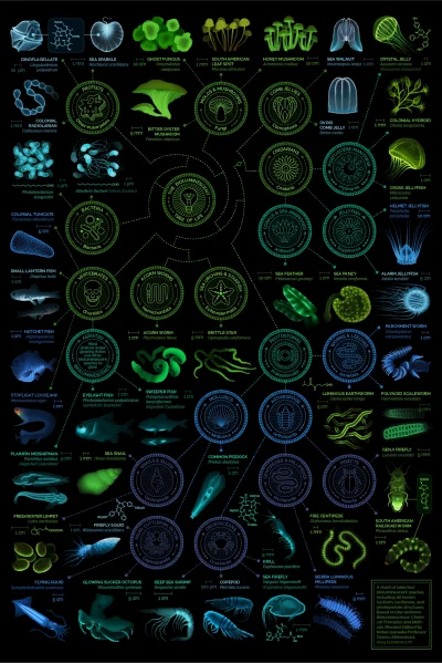Lifelike - #nauka #biologia #bioluminescencja #infografika #ciekawostki

Organizmy bi...