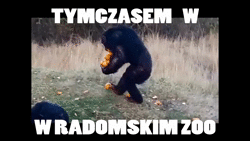 cuda_maker - W 2013 roku planowano zorganizować ZOO w Radomiu... ( ͡° ͜ʖ ͡°)

#hehe...