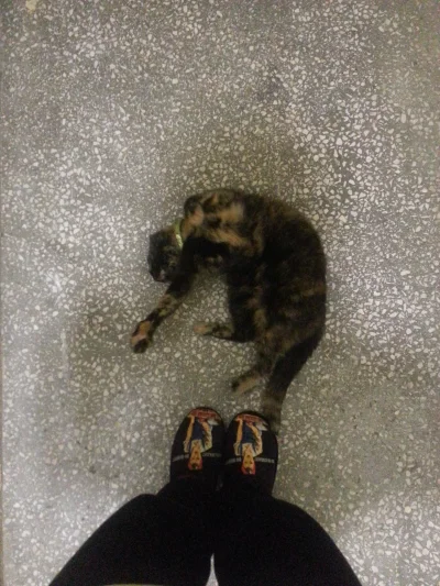 paulinsien - mój #kot lubi wychodzić na 'spacery' po klatce, jak mam humor to chodzę ...