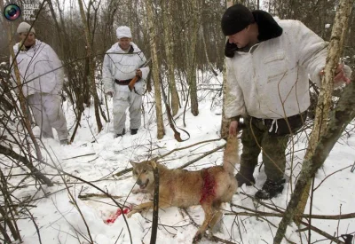 wildhoney - @Gizmorider: przecież to "sport" i "tradycja"



Ten wilk żył jeszcze kie...