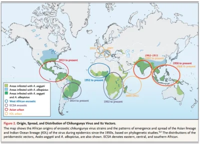 zaltar - Wirus Chikungunya (CHIKV) pochodzi z rejonu z Afryki Subsaharyjskiej, ale ni...