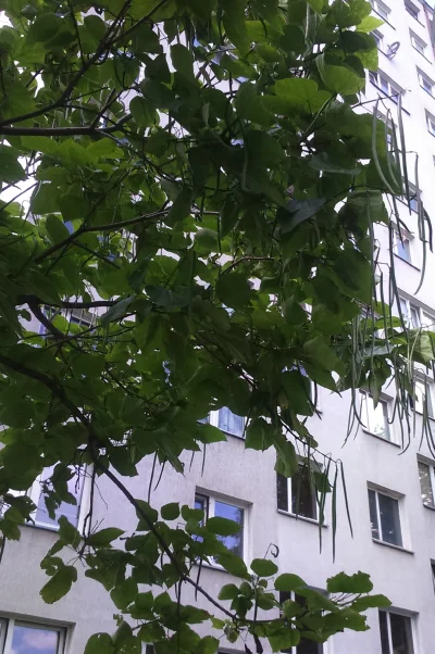elektroda_topliwa - Miracze, znalazłam dzisiaj na spacerze takie dziwne drzewo, co to...
