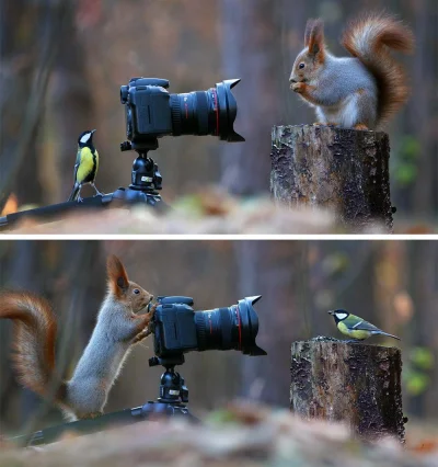 pitu120 - #fotografia #zwierzeta
Więcej: http://www.boredpanda.com/squirrel-photogra...