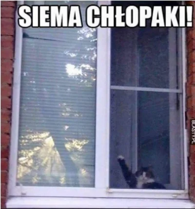 Birbirgo13 - Siema
#dziendobry #siemamirko #heheszki #humorobrazkowy