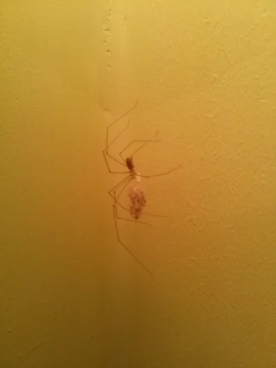 adamx89 - Oto co udało mi się uchwycić w łazience:) Mama pająk z małymi pająkami. Jak...