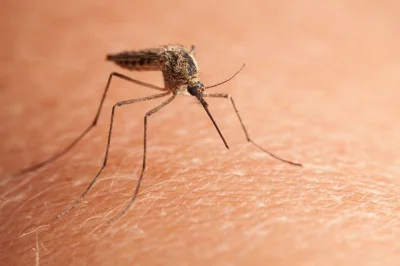 azen2 - NO I JAK TAM #!$%@?, ZIMNO CO? HEHE, TAKI MAMY KLIMAT
MIŁEJ ZIMY!
#komary #...