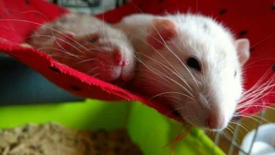 ZglaszamToDoProkuratury - Leniwa niedziela (*˘︶˘*)
#szczury #pokazszczura