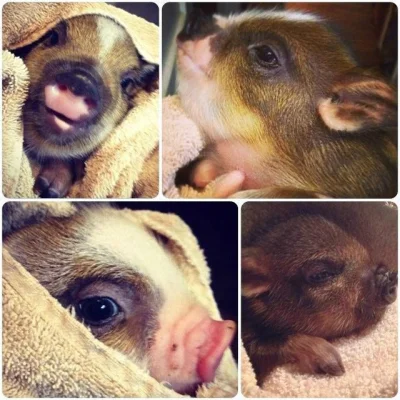 asique - Pig in blanket



Oprócz tego, co widać na obrazku pig in blanket jest rodza...