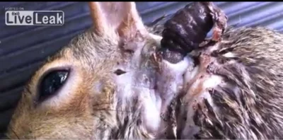 Qlakatmandu - Co sie dzieje z tymi skaczacymi szczurami to ja nawet nie!