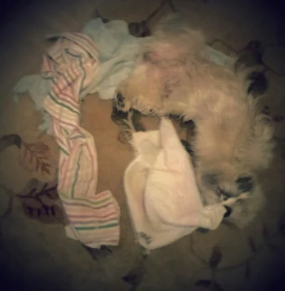 kasik913 - I jeszcze raz trochę spamu. Mały kradziej ręczników.

#psy #mopy