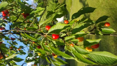 withoutSmallGarden - Co z tego że mogłyby być bardziej czerwone i soczyste.
Jestem gł...