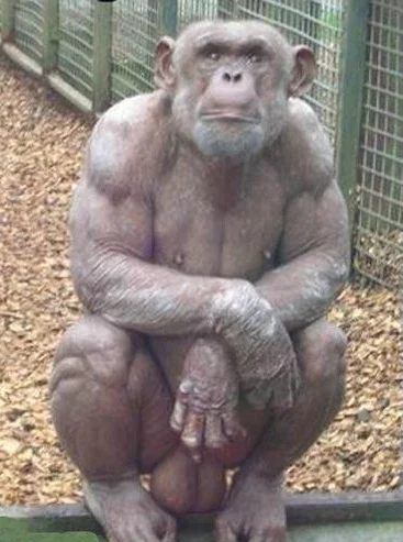 rezoner - Ciekawostka: szympans ma mniej połączeń nerwowych z mięśniami niż człowiek,...
