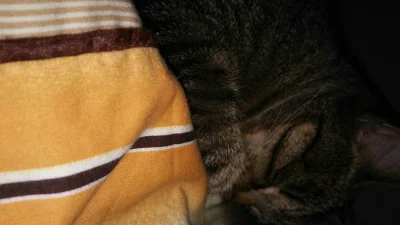 juzniepije - kurde obudziłem się ale boję się wstać żeby nie obudzić swojego kote 
#k...