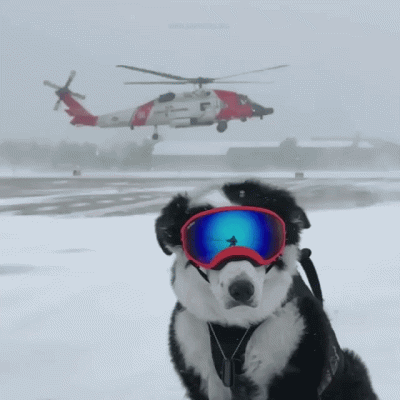 M.....a - #gif #pies #dziwniesatysfakcjonujace