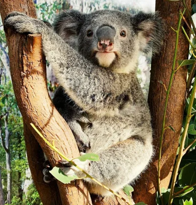 Najzajebistszy - Koalowego dnia. ʕ•ᴥ•ʔ

#koalowabojowka #zwierzaczki #koala