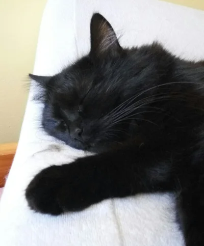 Willy666 - #pokazkota 
Oto koteła w fazie głębokiego snu