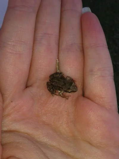 S.....r - awww mała żabka :)
#zwierzeta #zwierzaczki #przydoda #biologia #natura