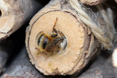 M.....e - Murarka ogrodowa (Osmia bicornis) przy gnieździe z czarnego bzu (fot. własn...