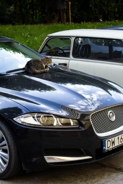 NaSmyczy - Ciągnie swój do swego

#jaguar #samochody #koty #smiesznypiesek #motoryz...