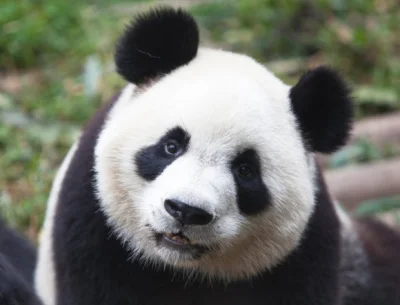 skinnyhaunter - #!$%@? mi na punkcie panfu w dodatku pandy są takie slodziutkie (｡◕‿‿...