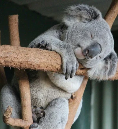 spokoczajnik - HALO KOALO, miłej niedzieli! ʕ•ᴥ•ʔ
#koala #koalowabojowka #zwierzaczki