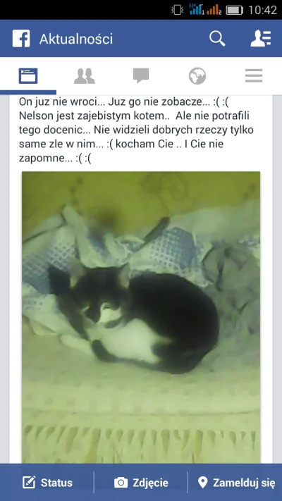 PrawieJakBordo - #facebook #bekazrozowychpaskow #koty