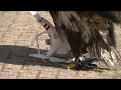 Chacha - Holenderska policja trenuje orły do ściągania dronów, które latają nielegaln...