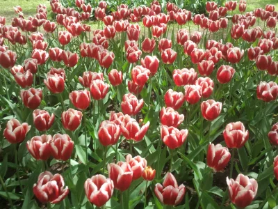 ewcikson - #keukenhof #kochamtulipany dla gehi