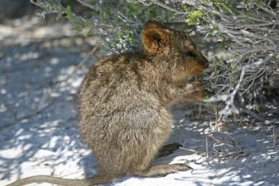 robincaraway - #quokkanadzis

wołam do kuoki @GraveDigger: @DannyMurillo: @encorele...