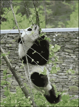 likk - #pandysazajebiste inaczej

#gif #zwierzaczki #panda