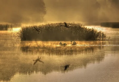 Nemezja - #fotografia #ptaki #fotografiaprzyrodnicza
W złocie.. fot. A. Mroczek