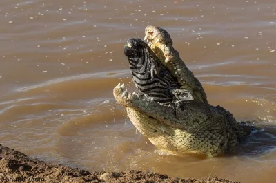 mactrix - Krokodyl desperacko ratuje topiącą się zebrę. Gdyby do jej nosa nalała się ...
