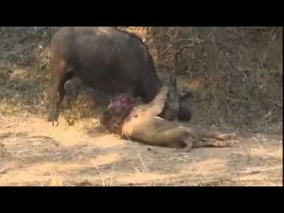 januszzczarnolasu - Miał szczęście, że w pobliżu żadnego agresywnego bizona nie było ...
