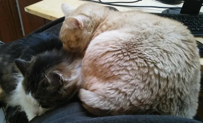 alkan - Moje #koty śpiące w swoim ulubionym miejscu - czyli u mnie na kolanach. :) #p...