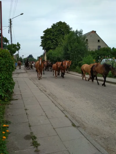 luxpl - Tak się żyje na tej wsi ( ͡º ͜ʖ͡º)
#wies #konie #wakacje