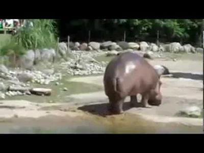 rkschuwduchuwdu - Hipopotam puszczający bąka
#heheszki #smiesznypiesek #qualityconte...