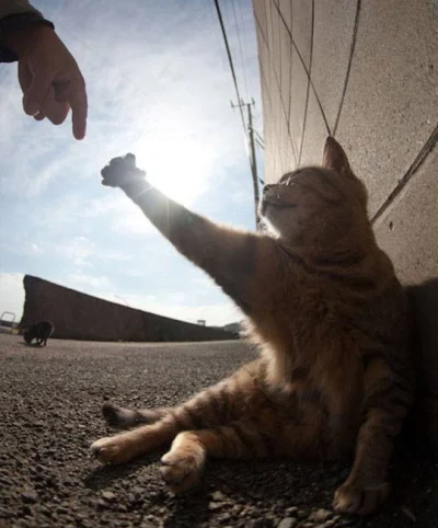 j.....n - #heheszki #koty #smiesznykotek

"The creation of cat"