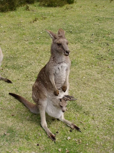 Kappa1337 - patrzcie jaki fajny koala z austrii