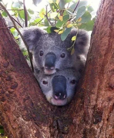 spokoczajnik - Koale mówią DZIEEEEŃ DOBRRRY! ʕ•ﻌ•ʔ #koala #koalowabojowka #wincyjkoal...