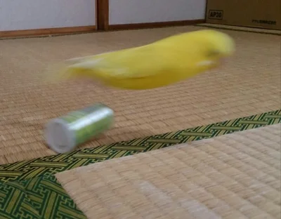 rdkN - VERY fast birb flying at incredible hihg speed
