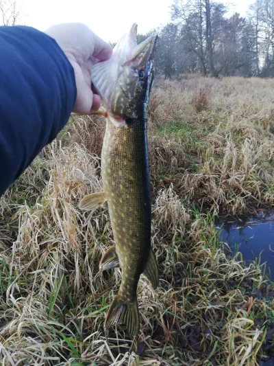 babajaro - I następny, wszystkie takie 50-55 cm
#wedkarstwo