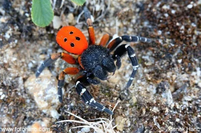 DuchBieluch - Eresus walckenaeri – gatunek pająka występujący w Bułgarii, Grecji i we...