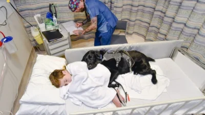 yeloneck - Pies, opiekun dziecka z autyzmem, nie opuszcza go nawet w szpitalu ʕ•ᴥ•ʔ
...