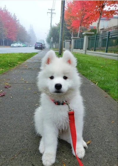 k.....1 - Jak pies się domaga, to smog nie straszny (ง✿﹏✿)ง
#samoyedove <-- więcej s...