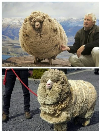 kubuniek - Pewnego razu była sobie owca, która nie goliła się przez 6 lat. A ta owca ...
