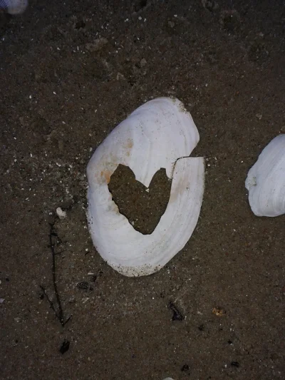 S.....r - Dawka romantyzmu na dziś : muszla z dziurą w kształcie serca <3 coś okropne...